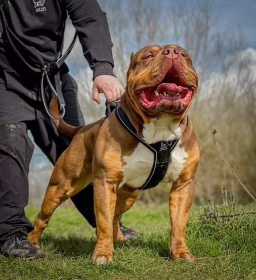 BESTIA DOG SPORT GripPro Heavy Duty Harness